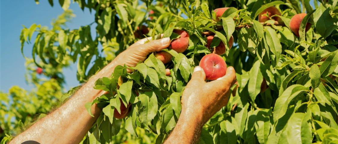 prestations agricoles